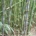 High Economic Value Solid Tropical Clumping Timber Bambusa longinternode  bamboo seedlings